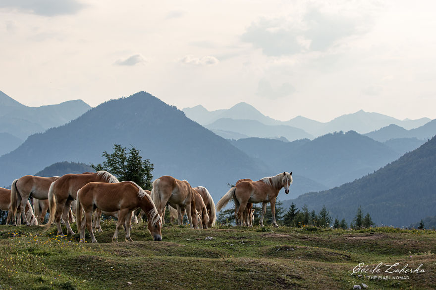 I Photograph Free Roaming Horses In Breathtaking Mountain Landscapes In The Alps (22 Photos)