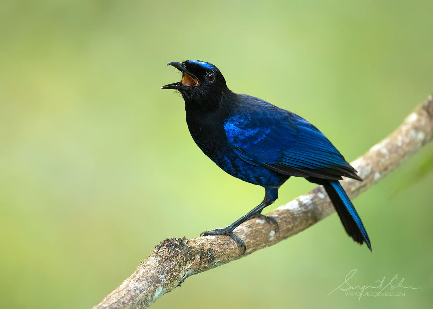 Asian-Fairy Bluebird