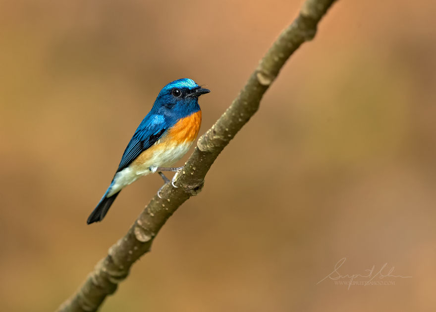 Blue-Throated Blue Flycatcher