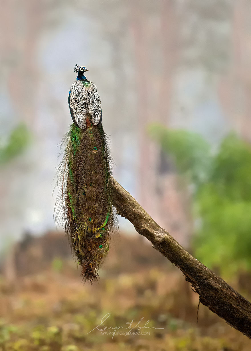 Indian Peafowl (National Bird Of India)