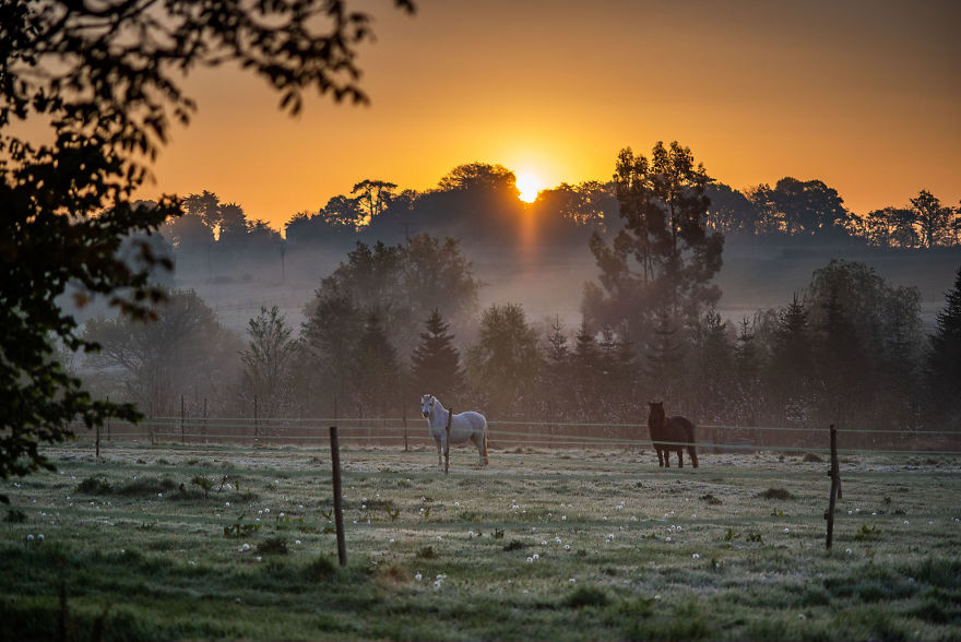 I Was Allowed To Wander My Neighbour's Orchard Alone With My Camera At Dawn To Capture The Blossom And It Was Magical!