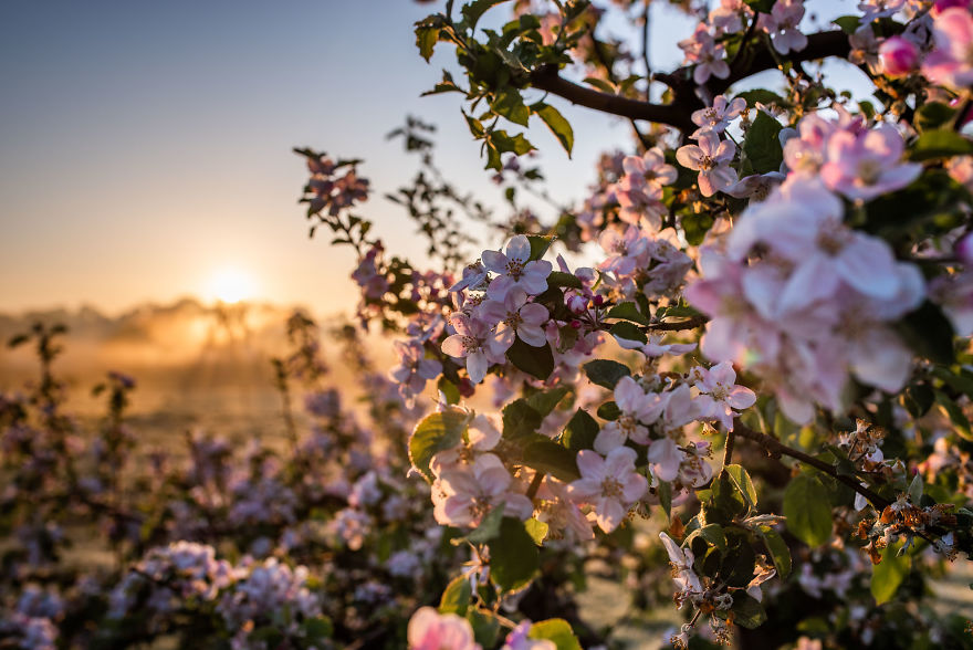 I Was Allowed To Wander My Neighbour's Orchard Alone With My Camera At Dawn To Capture The Blossom And It Was Magical! I Was Allowed To Wander My Neighbour's Orchard Alone With My Camera At Dawn To Capture The Blossom And It Was Magical!