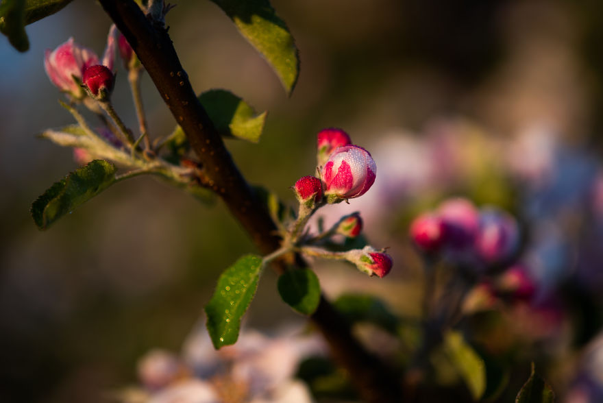 I Was Allowed To Wander My Neighbour's Orchard Alone With My Camera At Dawn To Capture The Blossom And It Was Magical!