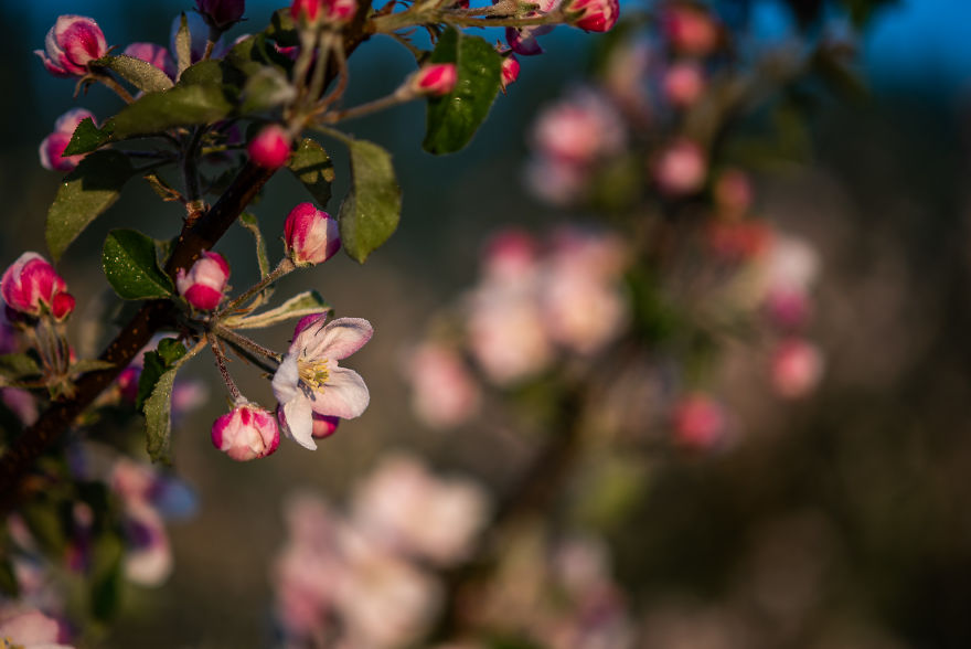 I Was Allowed To Wander My Neighbour's Orchard Alone With My Camera At Dawn To Capture The Blossom And It Was Magical! I Was Allowed To Wander My Neighbour's Orchard Alone With My Camera At Dawn To Capture The Blossom And It Was Magical!