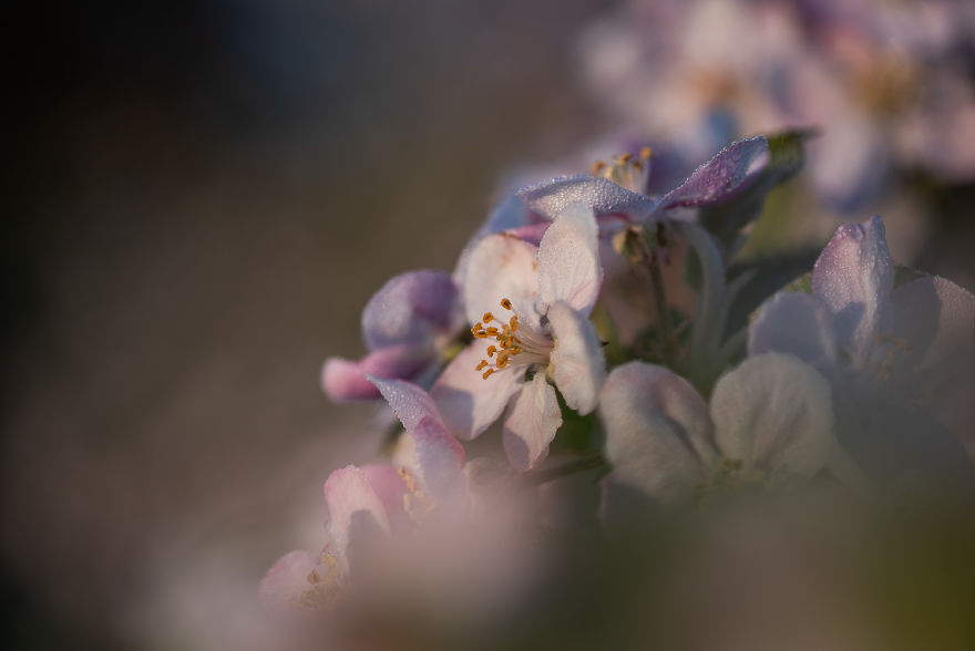 I Was Allowed To Wander My Neighbour's Orchard Alone With My Camera At Dawn To Capture The Blossom And It Was Magical! I Was Allowed To Wander My Neighbour's Orchard Alone With My Camera At Dawn To Capture The Blossom And It Was Magical!