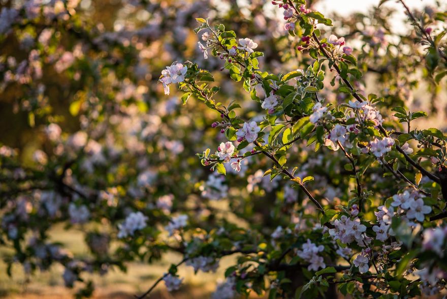 I Was Allowed To Wander My Neighbour's Orchard Alone With My Camera At Dawn To Capture The Blossom And It Was Magical!