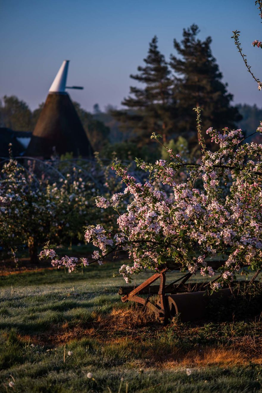I Was Allowed To Wander My Neighbour's Orchard Alone With My Camera At Dawn To Capture The Blossom And It Was Magical! I Was Allowed To Wander My Neighbour's Orchard Alone With My Camera At Dawn To Capture The Blossom And It Was Magical!