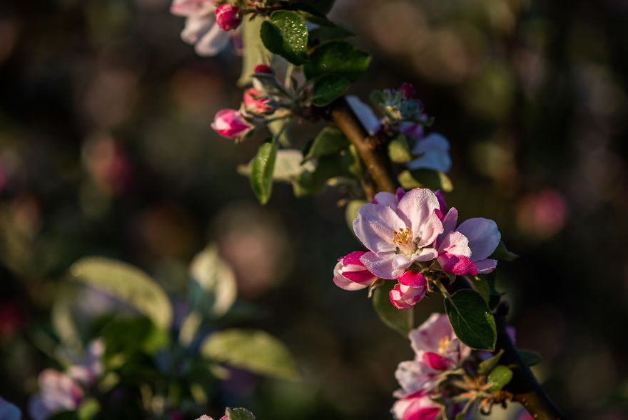 I Was Allowed To Wander My Neighbour's Orchard Alone With My Camera At Dawn To Capture The Blossom And It Was Magical! I Was Allowed To Wander My Neighbour's Orchard Alone With My Camera At Dawn To Capture The Blossom And It Was Magical!