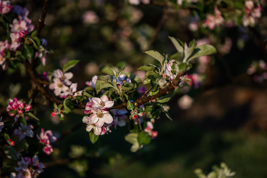 I Was Allowed To Wander My Neighbour's Orchard Alone With My Camera At Dawn To Capture The Blossom And It Was Magical! I Was Allowed To Wander My Neighbour's Orchard Alone With My Camera At Dawn To Capture The Blossom And It Was Magical!
