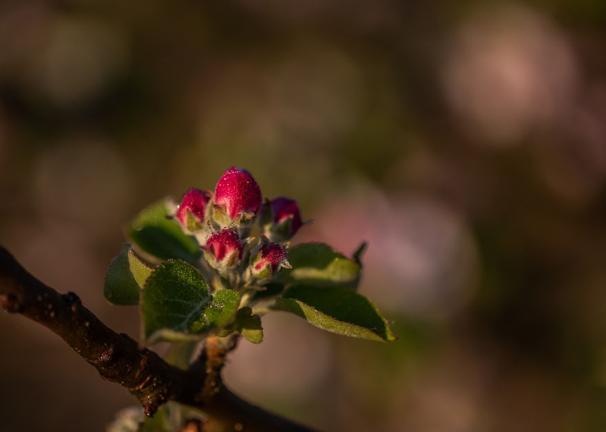 I Was Allowed To Wander My Neighbour's Orchard Alone With My Camera At Dawn To Capture The Blossom And It Was Magical! I Was Allowed To Wander My Neighbour's Orchard Alone With My Camera At Dawn To Capture The Blossom And It Was Magical!