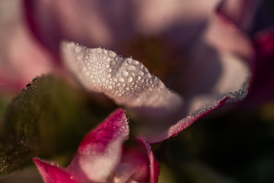 I Was Allowed To Wander My Neighbour's Orchard Alone With My Camera At Dawn To Capture The Blossom And It Was Magical! I Was Allowed To Wander My Neighbour's Orchard Alone With My Camera At Dawn To Capture The Blossom And It Was Magical!