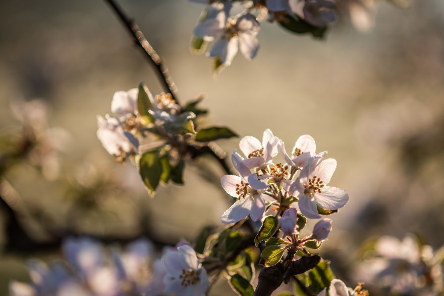 I Was Allowed To Wander My Neighbour's Orchard Alone With My Camera At Dawn To Capture The Blossom And It Was Magical!