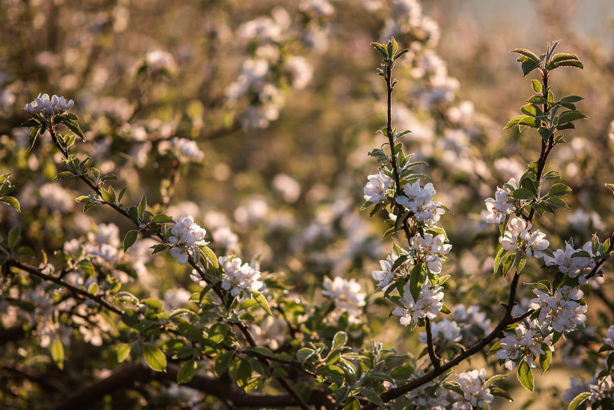 I Was Allowed To Wander My Neighbour's Orchard Alone With My Camera At Dawn To Capture The Blossom And It Was Magical! I Was Allowed To Wander My Neighbour's Orchard Alone With My Camera At Dawn To Capture The Blossom And It Was Magical!