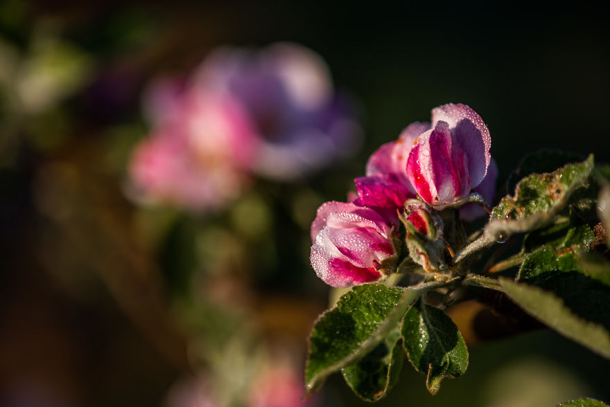 I Was Allowed To Wander My Neighbour's Orchard Alone With My Camera At Dawn To Capture The Blossom And It Was Magical!