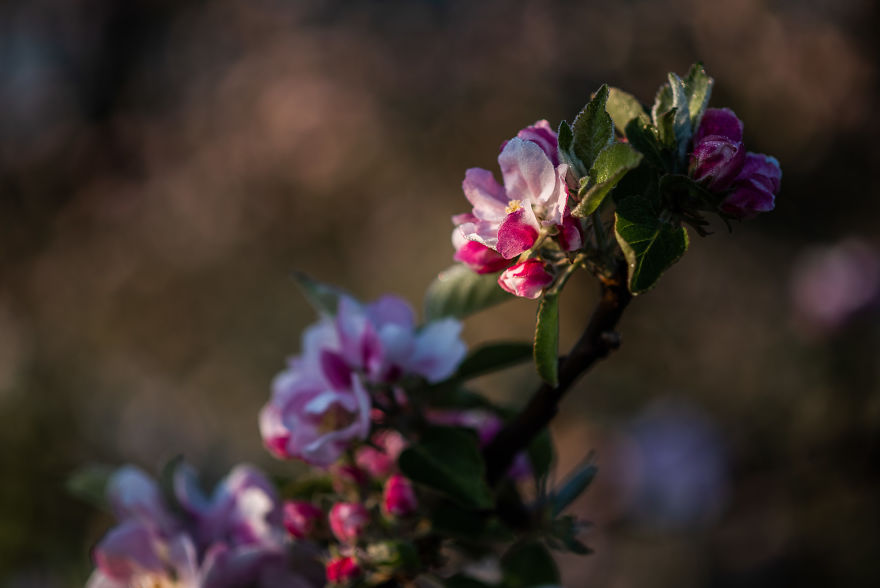 I Was Allowed To Wander My Neighbour's Orchard Alone With My Camera At Dawn To Capture The Blossom And It Was Magical!