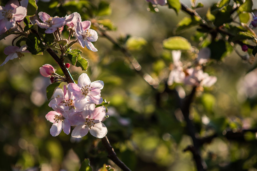I Was Allowed To Wander My Neighbour's Orchard Alone With My Camera At Dawn To Capture The Blossom And It Was Magical! I Was Allowed To Wander My Neighbour's Orchard Alone With My Camera At Dawn To Capture The Blossom And It Was Magical!