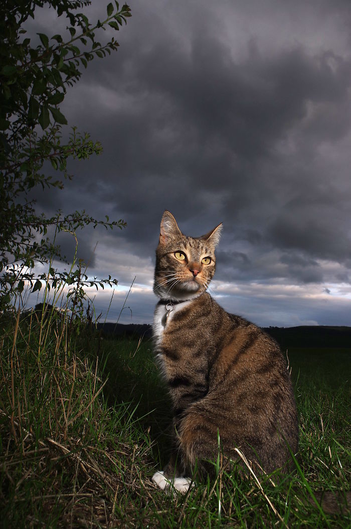 The Storm Cat
