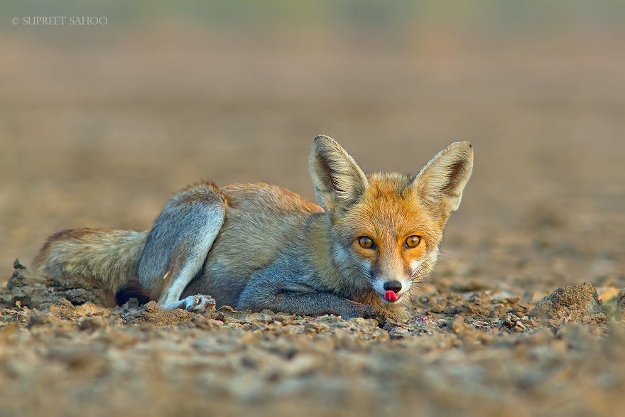 Desert Fox