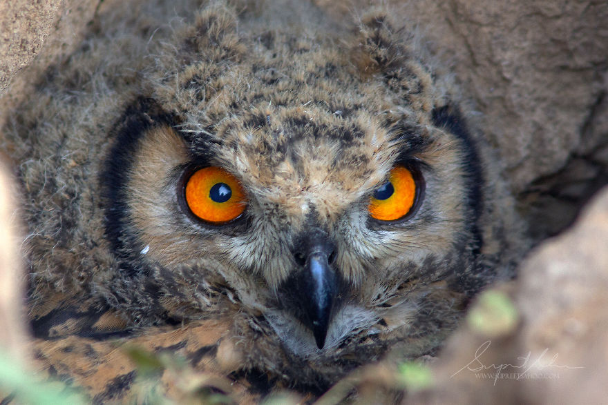 Indian Eagle Owl