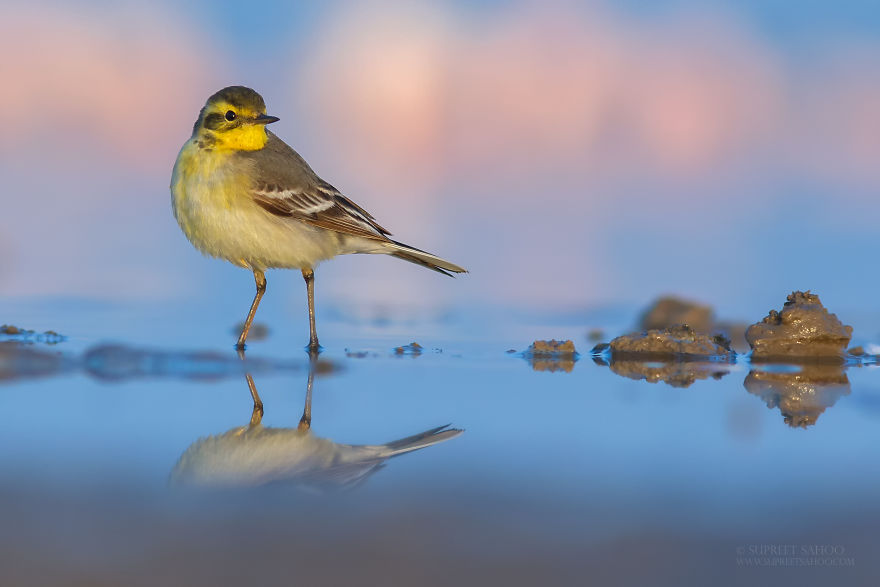 Citrine Wagtail