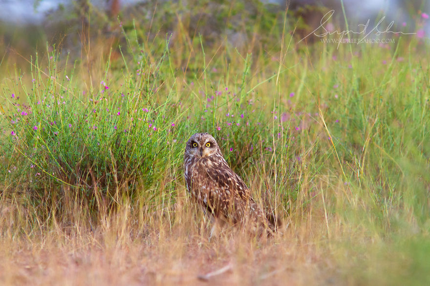 Short-Eared Owl