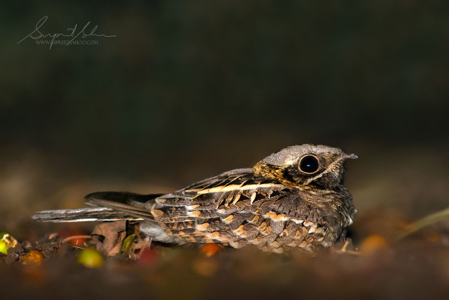 Indian Nightjar