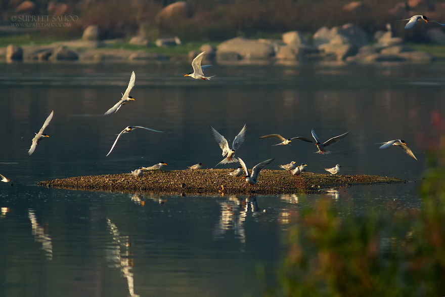 River Terns