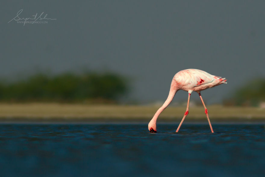 Lesser Flamingo