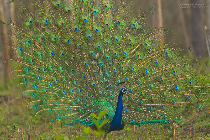 Indian Peafowl