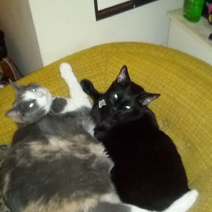 patrickbrochu avatar