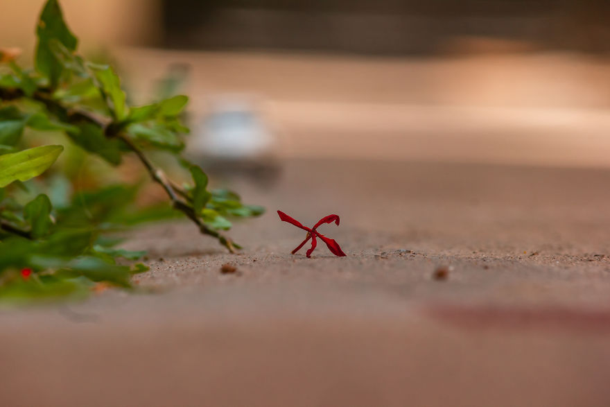 My Roadtrip Was Canceled, So I Did A Miniature Shoot In My Garden