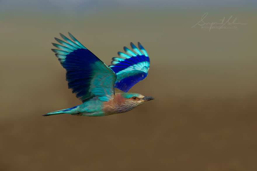Indian Roller