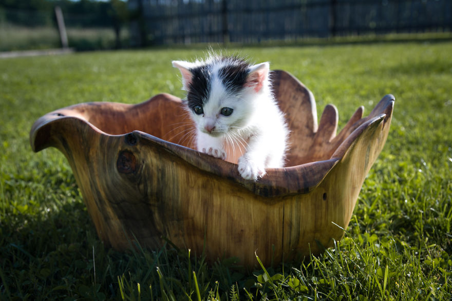 Inovative Furniture Design Or Artistic Masterpiece? These Artists Create Amazing Functional Sculptures Out Of Single Trunk By Chainsaw Carving!