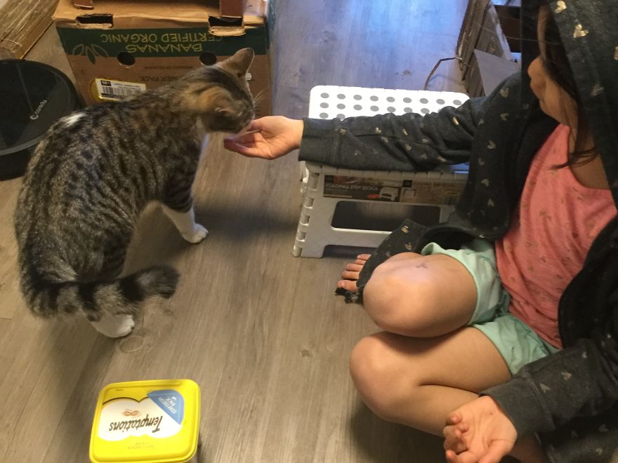 Kitty In Tank Kitty In Tank