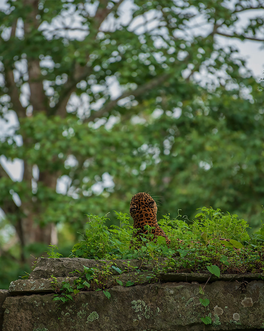 I Have Been Photographing Indian Leopards In Their Natural Habitats Over 5 Years I Have Been Photographing Indian Leopards In Their Natural Habitats Over 5 Years