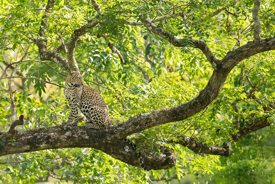 I Have Been Photographing Indian Leopards In Their Natural Habitats Over 5 Years I Have Been Photographing Indian Leopards In Their Natural Habitats Over 5 Years