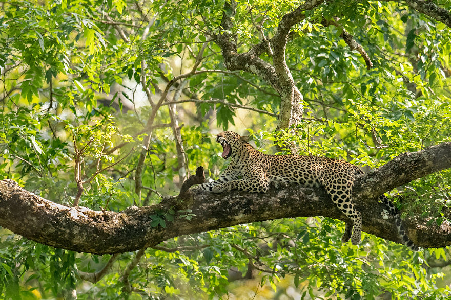 I Have Been Photographing Indian Leopards In Their Natural Habitats Over 5 Years