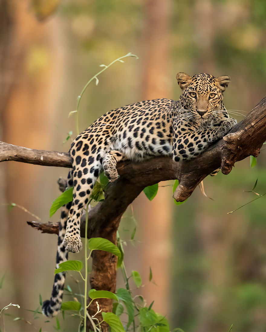 I Have Been Photographing Indian Leopards In Their Natural Habitats Over 5 Years I Have Been Photographing Indian Leopards In Their Natural Habitats Over 5 Years