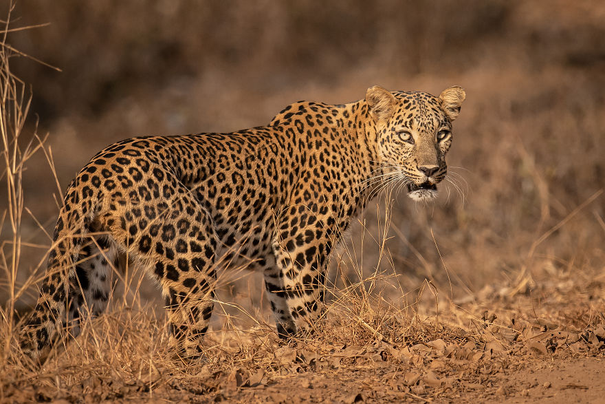 I Have Been Photographing Indian Leopards In Their Natural Habitats Over 5 Years
