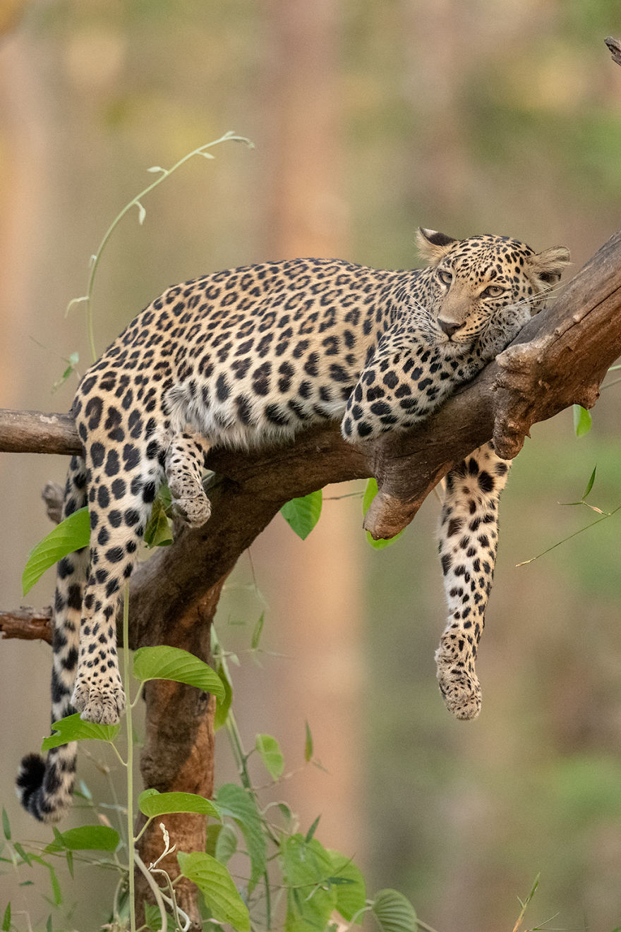 I Have Been Photographing Indian Leopards In Their Natural Habitats Over 5 Years I Have Been Photographing Indian Leopards In Their Natural Habitats Over 5 Years