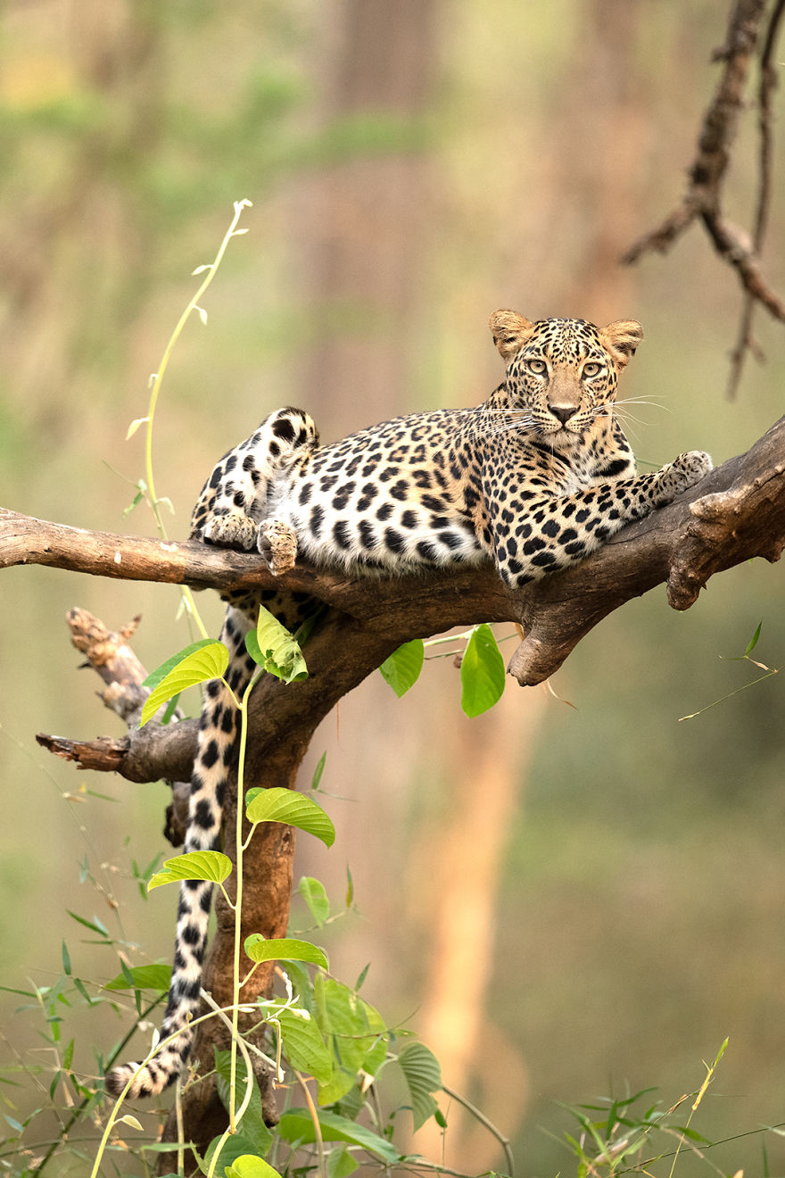 I Have Been Photographing Indian Leopards In Their Natural Habitats Over 5 Years I Have Been Photographing Indian Leopards In Their Natural Habitats Over 5 Years
