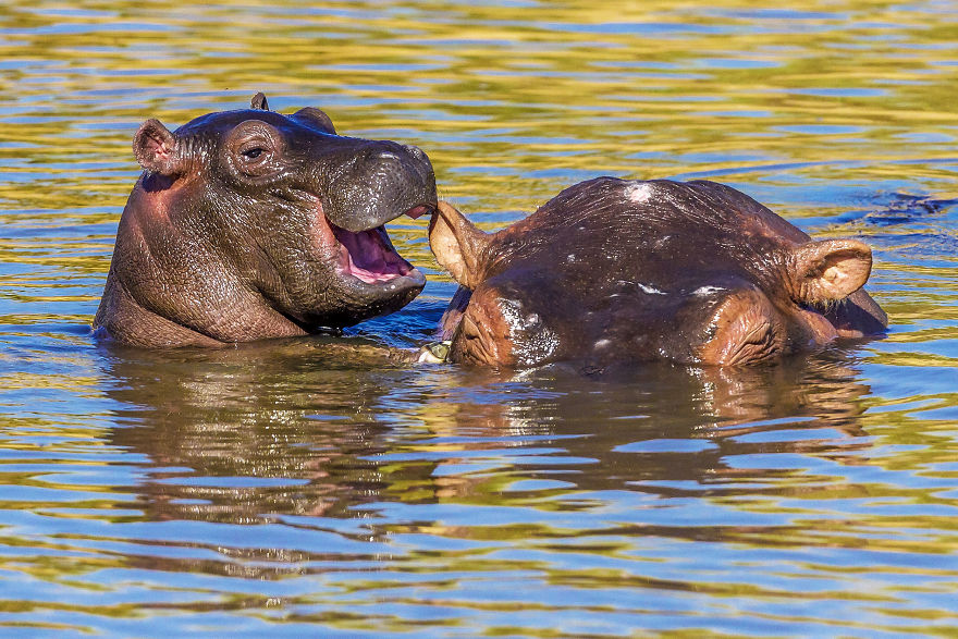 "Laughing Hippo." Mother And A Baby, Masai Mara, Kenya