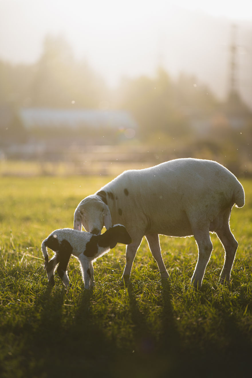 Newborn Lamb