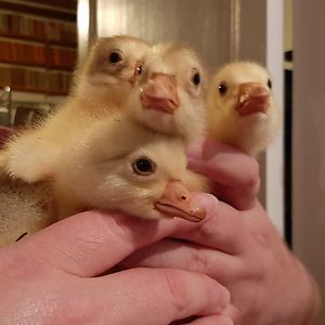 camilleboutaud avatar