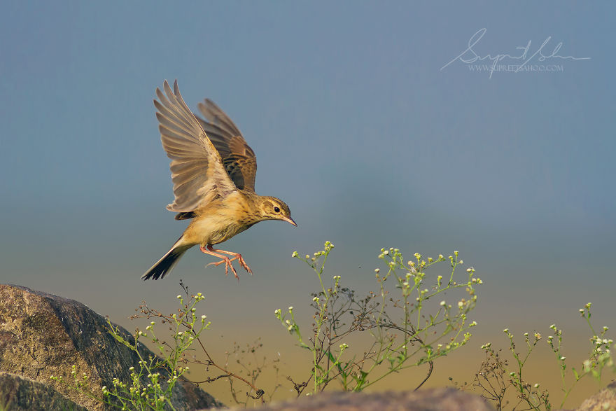 Paddyfield Pipit
