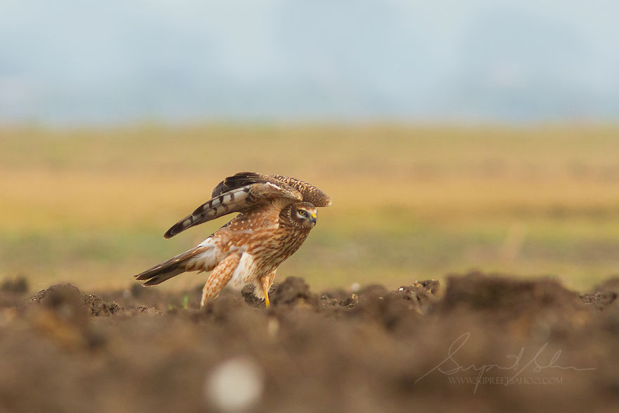 Pallid Harrier