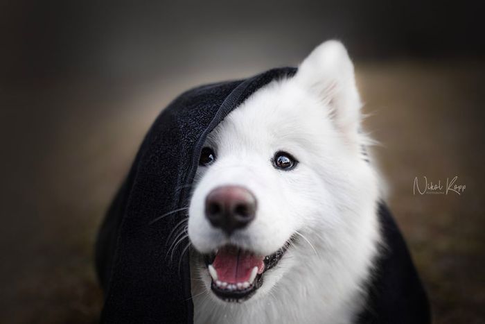 Photographer Nikol Kopp Takes Dreamy Portraits Her White Dog