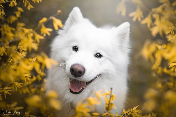 Photographer Nikol Kopp Takes Dreamy Portraits Her White Dog