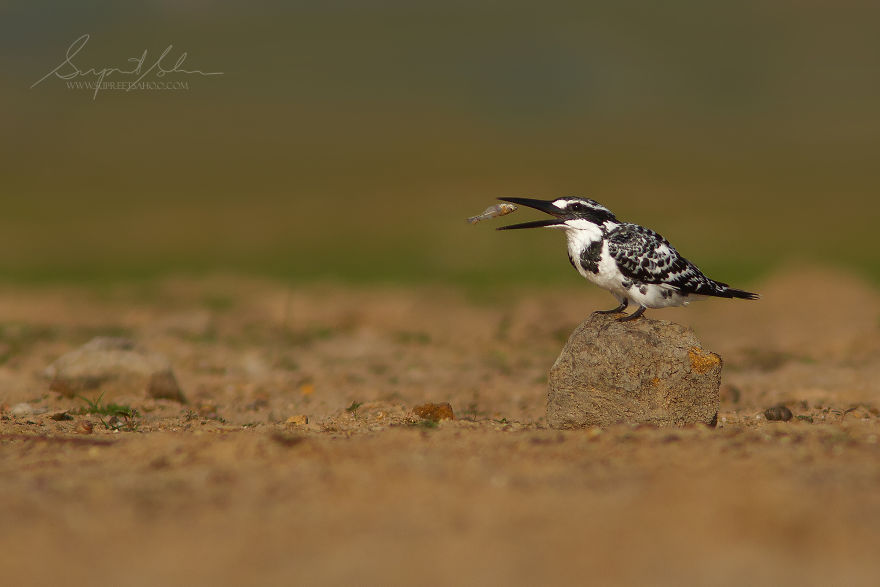 Pied Kingfisher