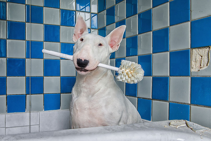 I'm Way Too Classy To Hoard Toilet Paper So I Bought Myself A Toilet Brush... Long Story Short, I'm Going Back To Toilet Paper